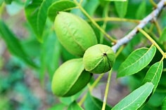 Pecan Planting Guide