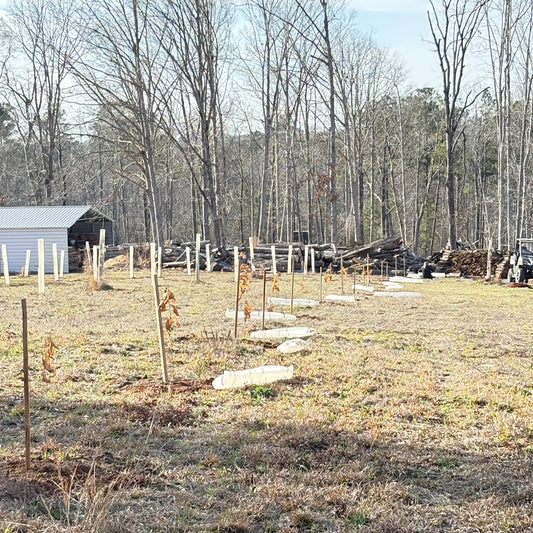 Chestnut Orchard planting at White Oak Orchard