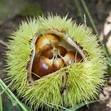 Ripe hybrid chestnuts inside an open chestnut burr