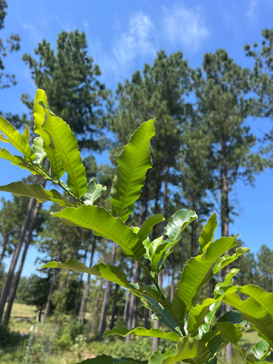 Young hybrid chestnut tree growing at White Oak Orchard