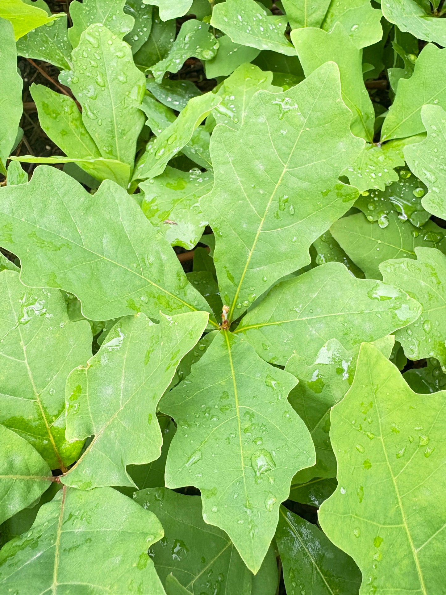 White Oak