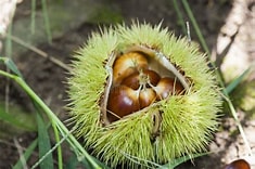 Hybrid Chestnut