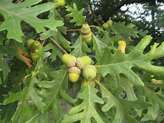 Property Improvement Bundle (5 Hybrid Chestnut, 5 White Oak, 5 Shumard Oak)