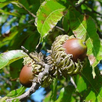Mature sawtooth oak acorns growing in fringed acorn caps