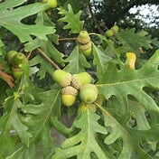 White oak acorns growing on a mature tree branch