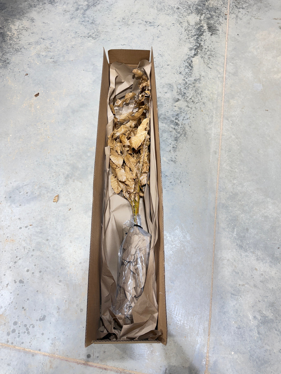 Dormant Hybrid Chestnut tree seedlings being prepared for shipping