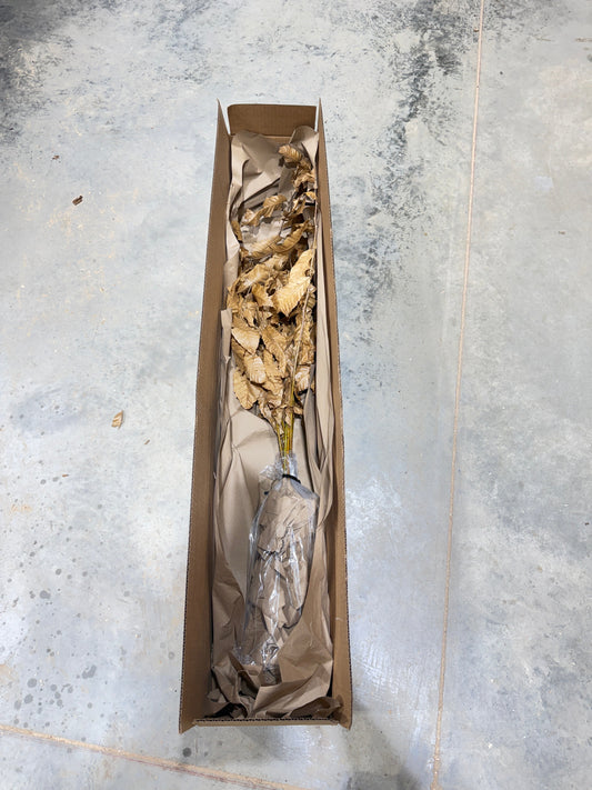 Dormant Hybrid Chestnut tree seedlings being prepared for shipping