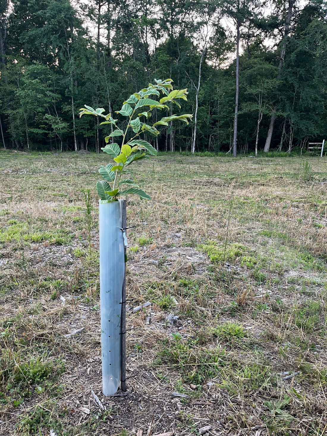 Hybrid Chestnut Planting Guide