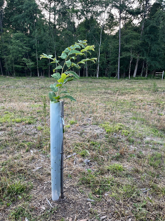 Hybrid Chestnut Planting Guide