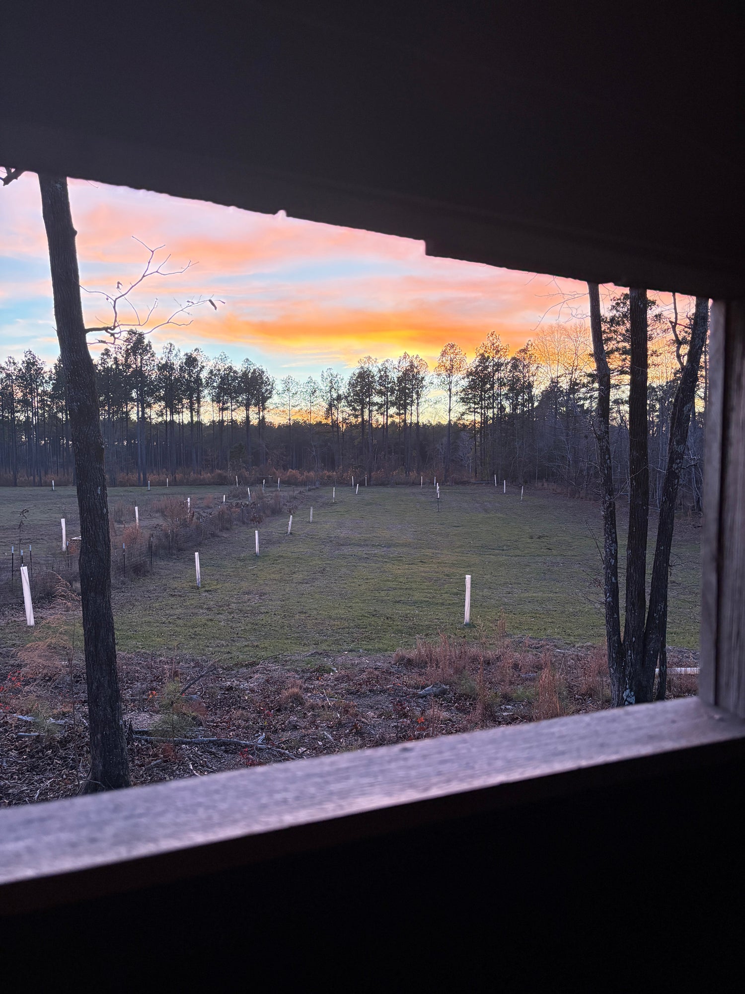 Bare-Root Seedling Bundles