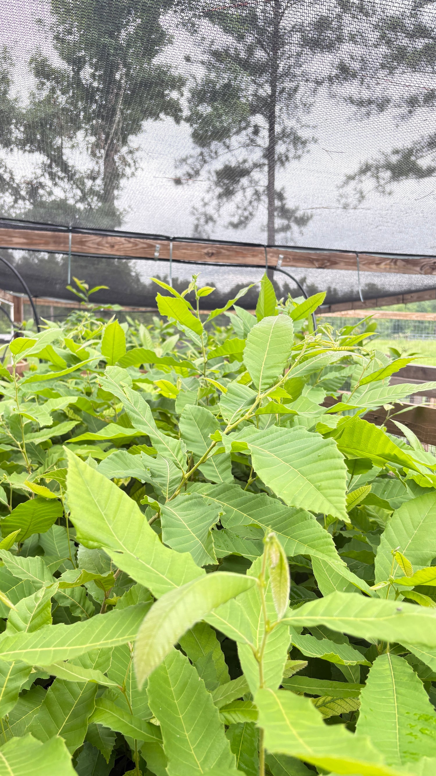 Shop Seedling Bundles