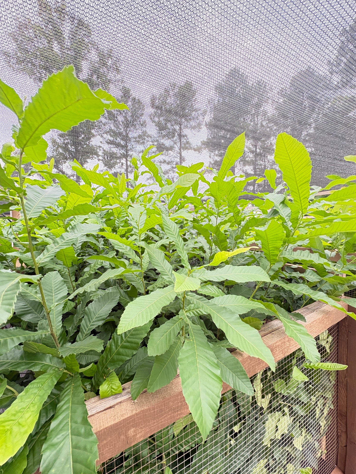 Shop Tree Seedlings at White Oak Orchard