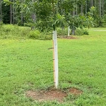 2 year old Sawtooth in 60" tree tube