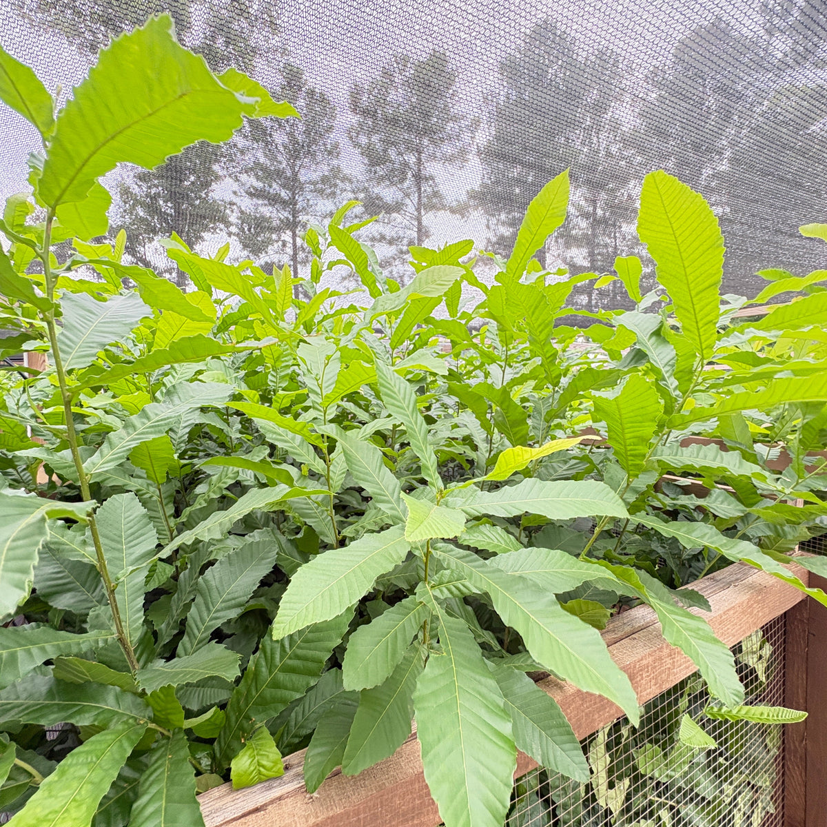 Hybrid chestnut seedlings growing in an air-pruning nursery bed at White Oak Orchard