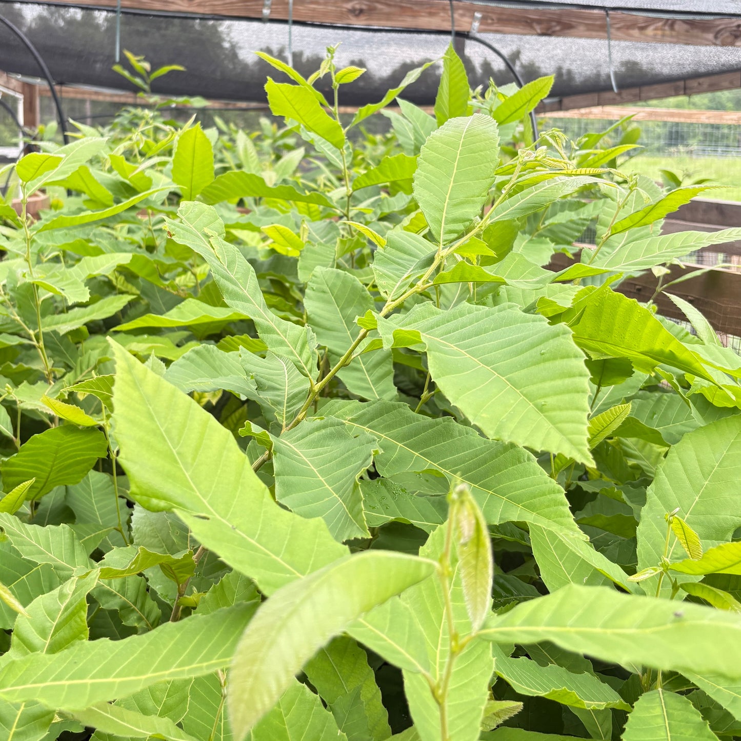 Hybrid Chestnut in Air Prune Bed