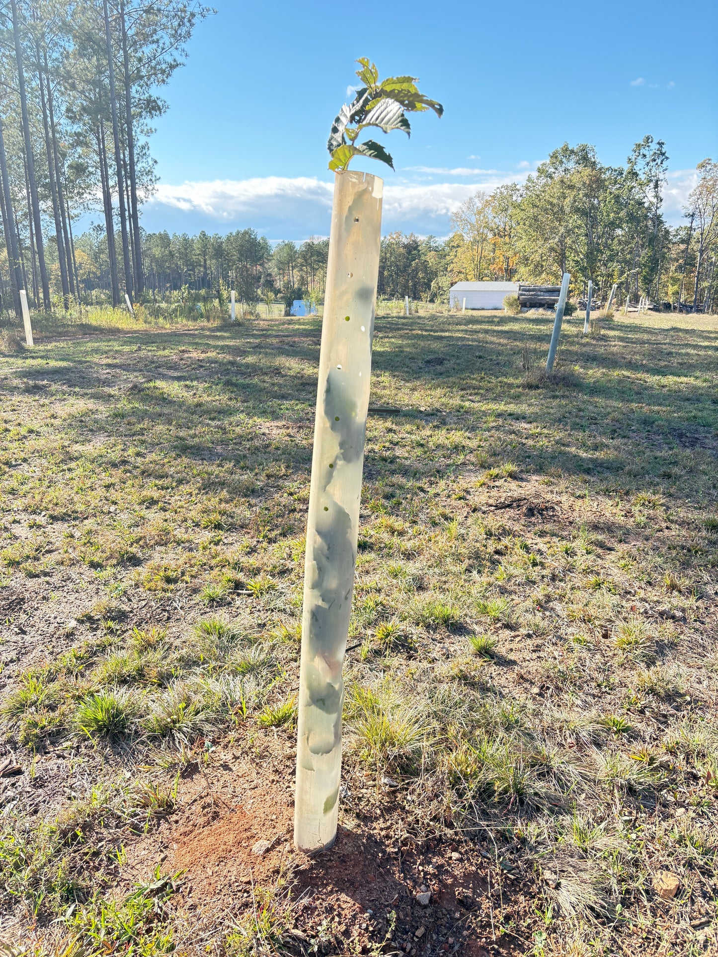 Tree Pro Tree Protector 60" Height