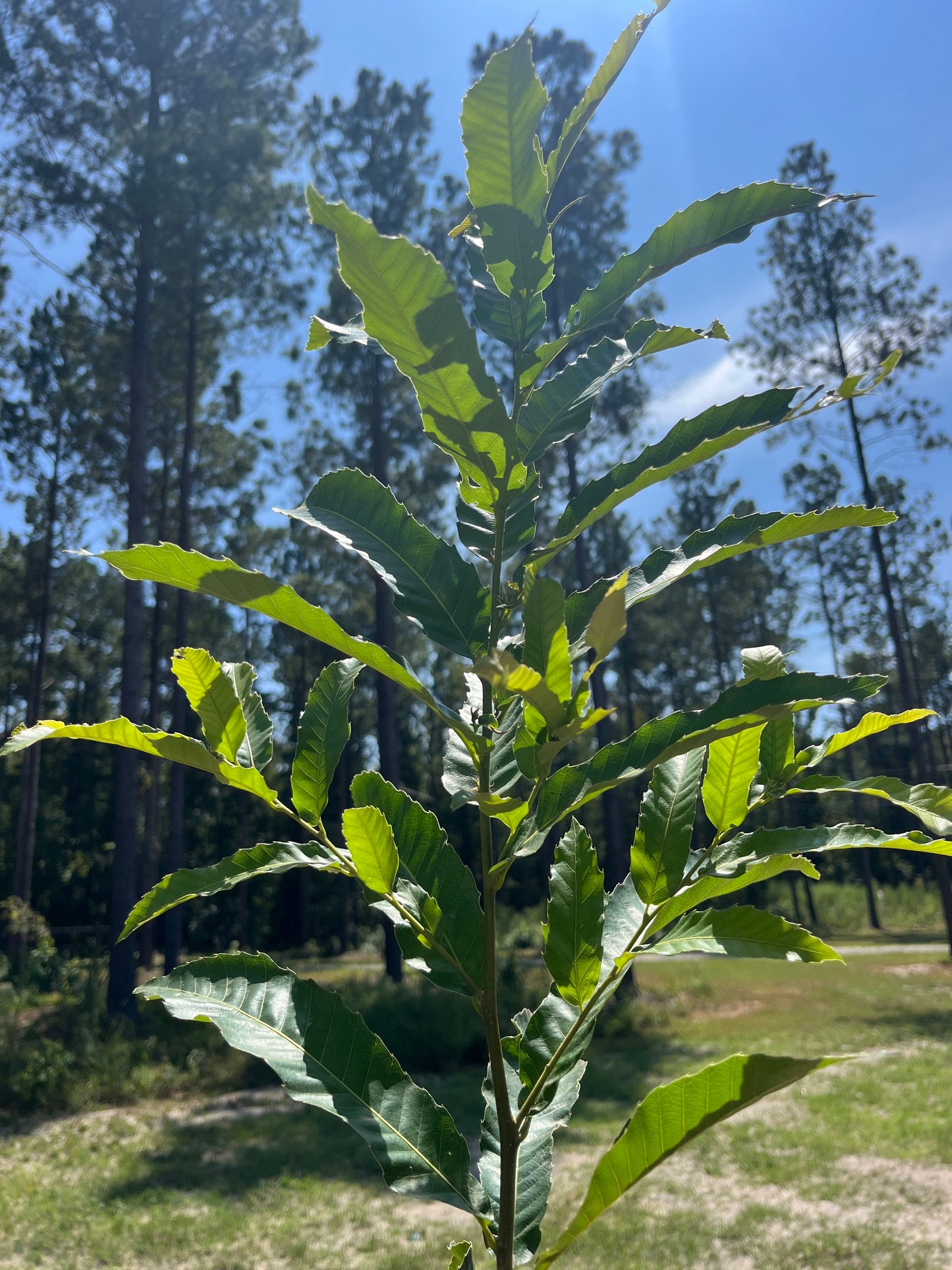 Hybrid Chestnut