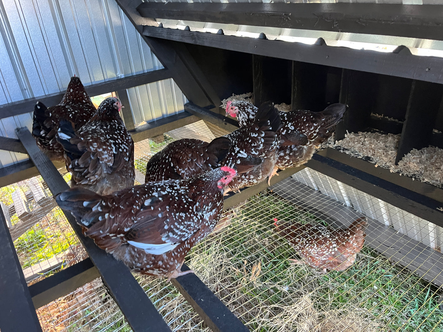 Farm Fresh Eggs-Local Pickup Only