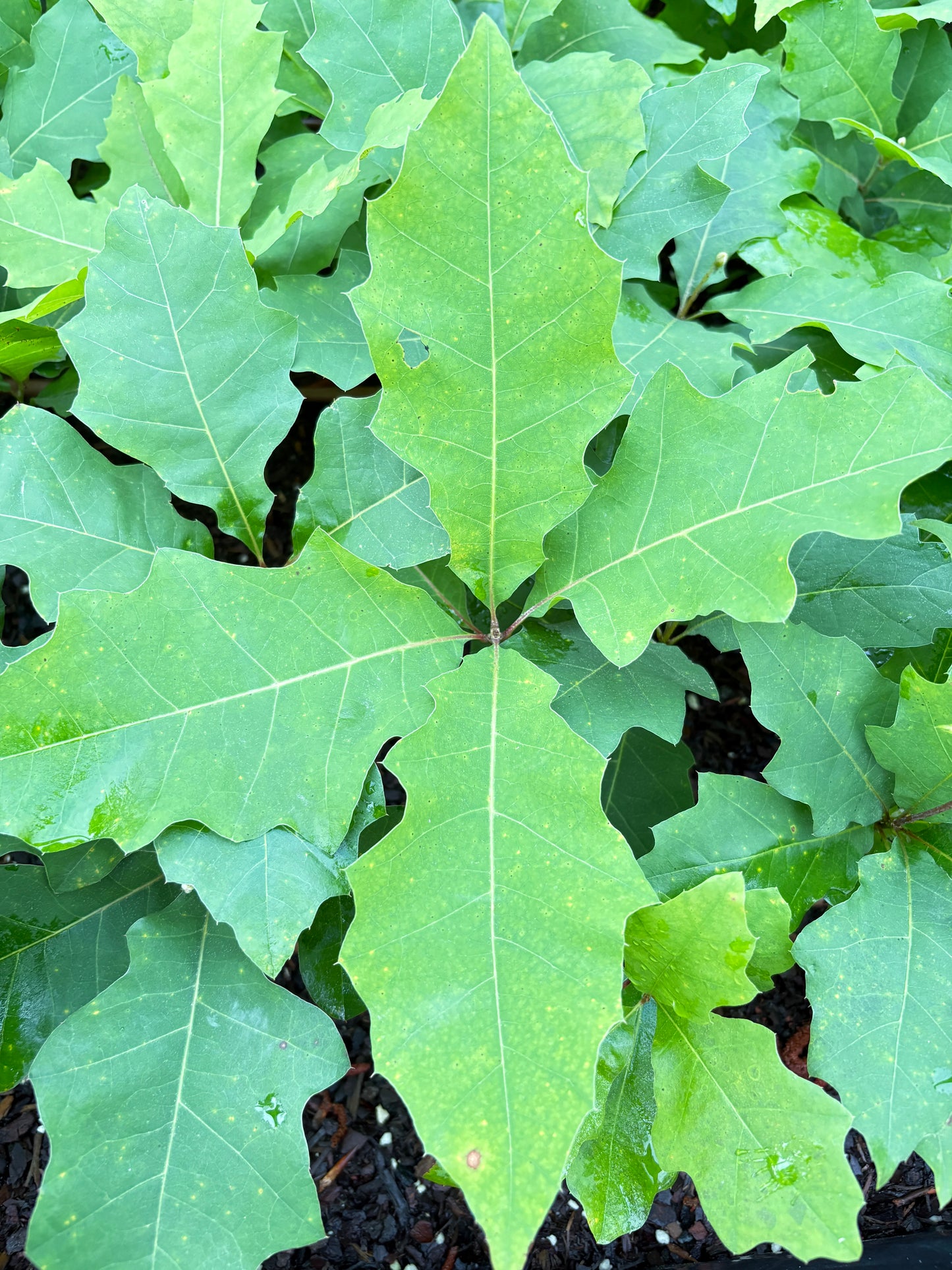 Shumard Oak