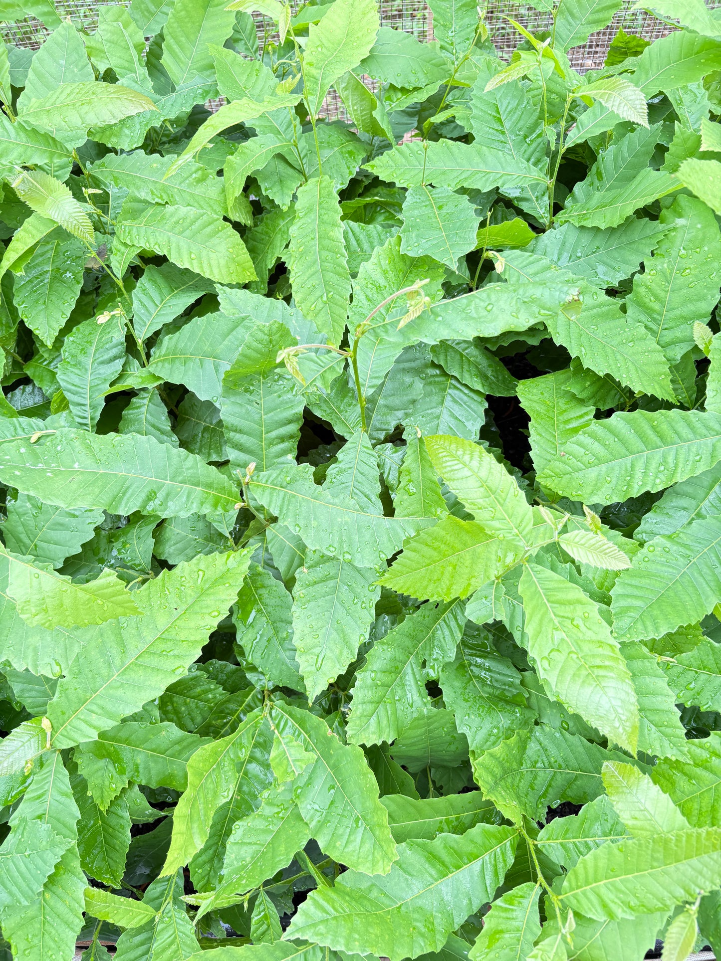Chestnut Habitat 5 Tree Bundle