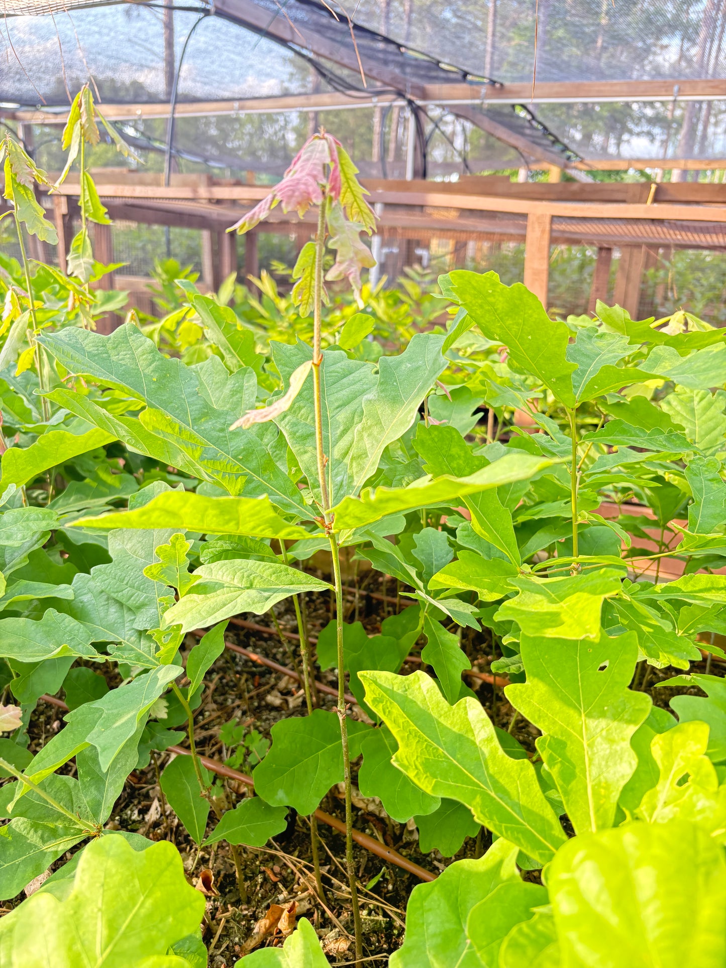 White Oak