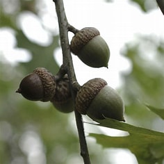 Shumard Oak