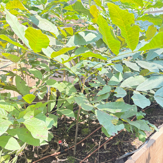 Two-growing-season wild pecan seedling in an air-pruning nursery bed