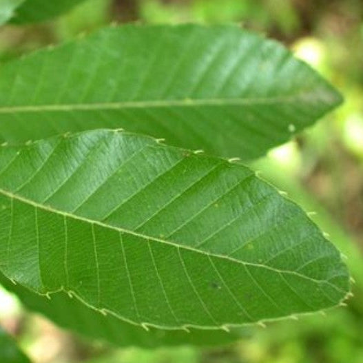 Green sawtooth oak leaf showing its distinctive toothed edges