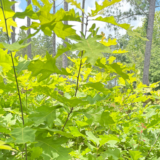 Young Shumard oak seedlings growing in an air-pruning nursery bed

