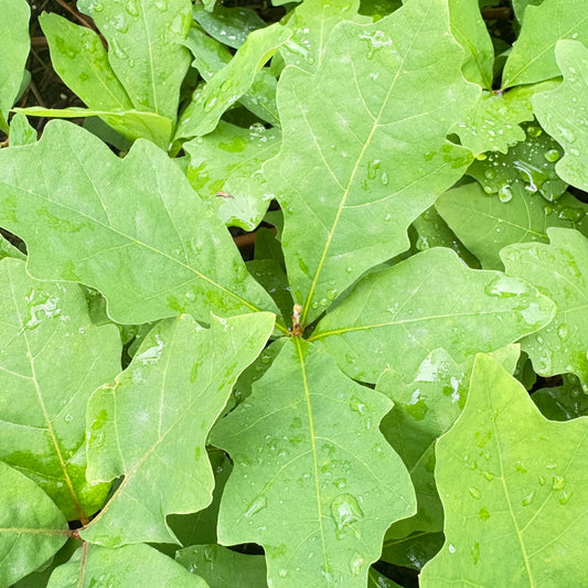 White Oak
