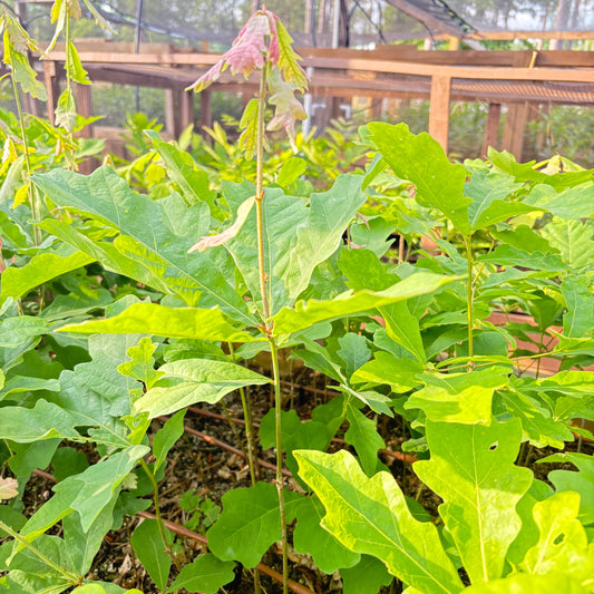 Two-year-old white oak seedlings growing in an air-pruning nursery bed